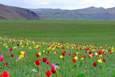 27 мая – День степи Оренбургской области